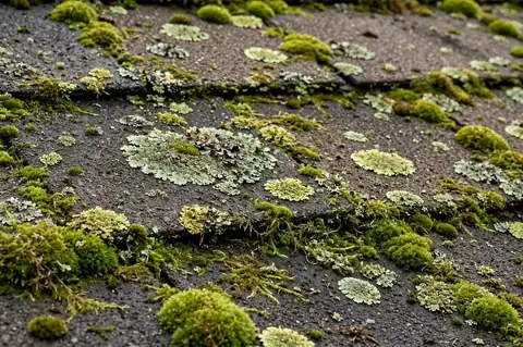 Roof Moss Removal Union City NJ