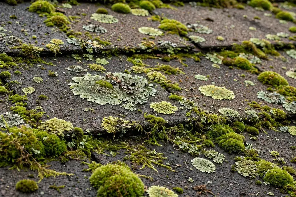Moss growing on roof shingles in Union City NJ